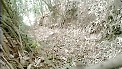 Desi jungle sex Desi jungle sex